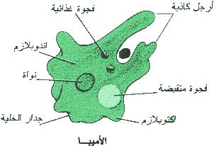 10 1 | موسوعة الشرق الأوسط