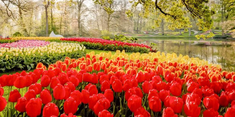 102 191149 keukenhof most beautiful park netherlands 2 | موسوعة الشرق الأوسط