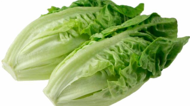 11670171 web1 lettuce be friends 1200x800 | موسوعة الشرق الأوسط