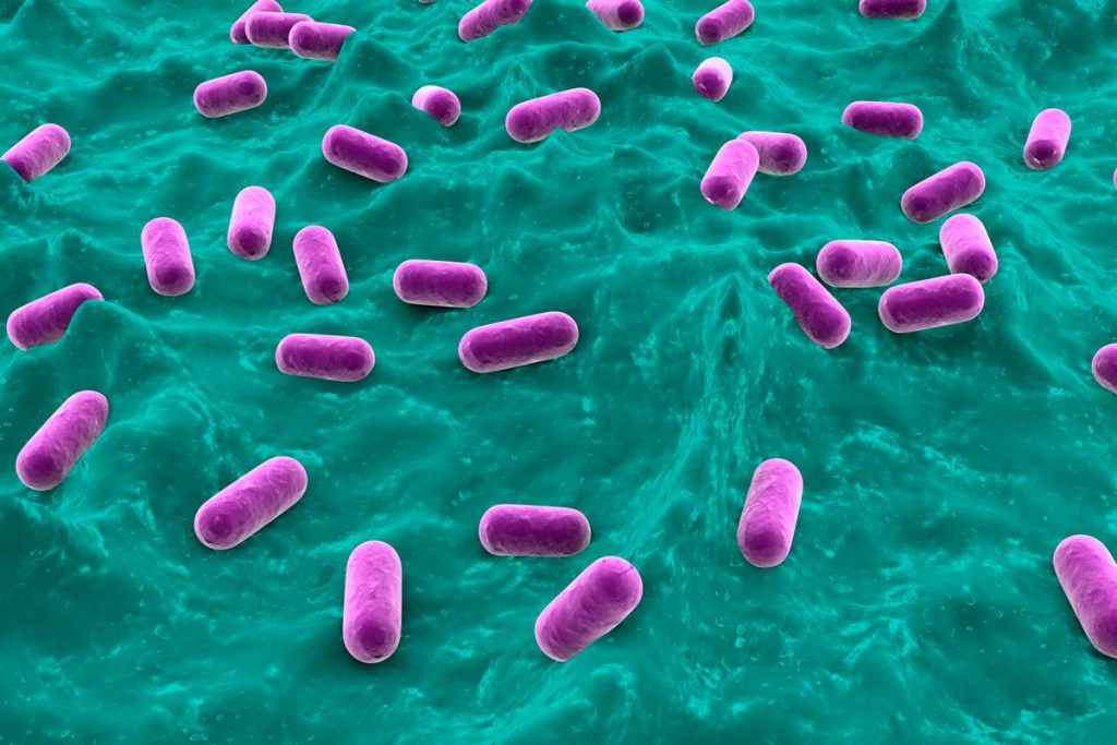 1200 11326405 lactobacillus bacteria | موسوعة الشرق الأوسط