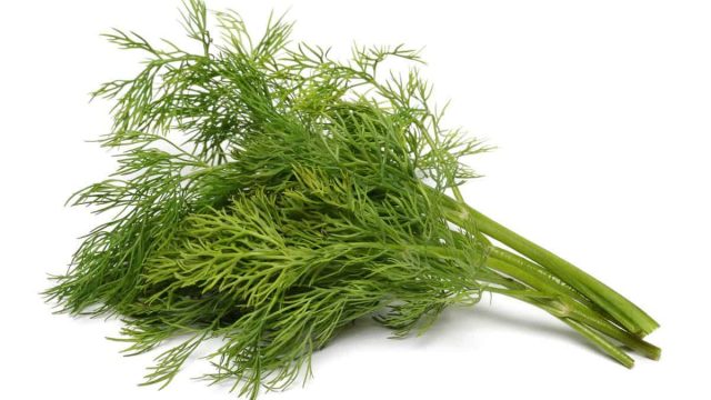 1200 175449020 fresh dill | موسوعة الشرق الأوسط