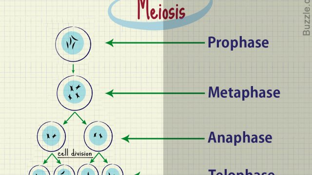 1200 278535 why is meiosis important | موسوعة الشرق الأوسط