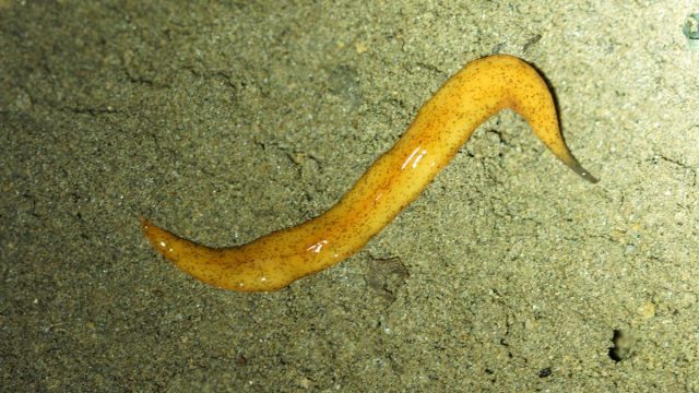 1200 480005100 yellow planarian | موسوعة الشرق الأوسط