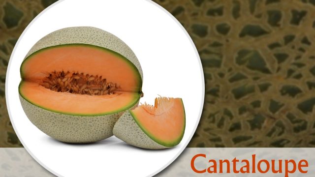 1200 488225761 cantaloupe | موسوعة الشرق الأوسط