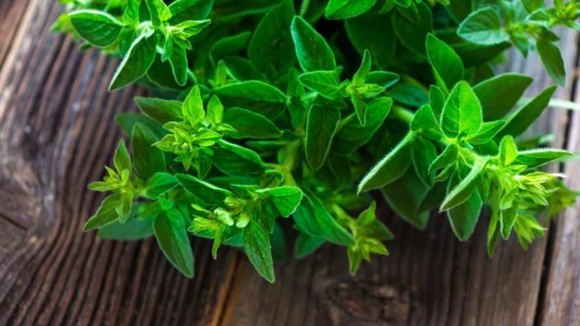 1200 503987574 green herb | موسوعة الشرق الأوسط