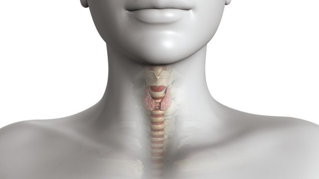 1200 6324 thyroid levels photo1 | موسوعة الشرق الأوسط