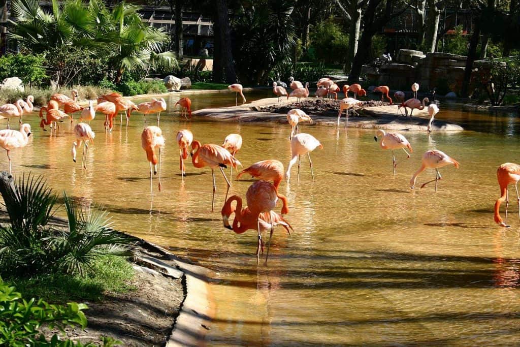 1200px Barcelona.Zoologico.Phoenicopterus.Ruber .Ruber | موسوعة الشرق الأوسط