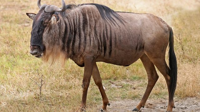 1200px Blue Wildebeest Ngorongoro | موسوعة الشرق الأوسط