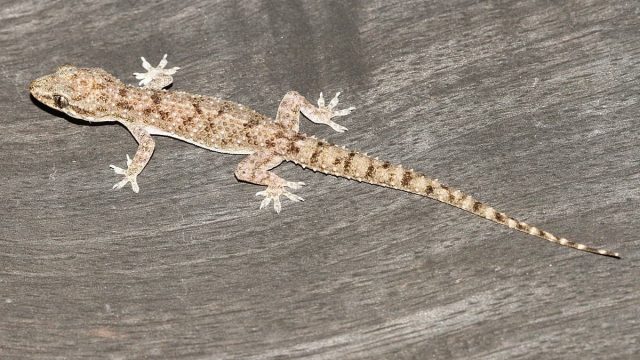 1200px Brookes house Gecko Hemidactylus brookii | موسوعة الشرق الأوسط