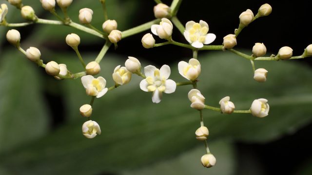 1200px Flowers Black Elder | موسوعة الشرق الأوسط