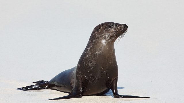 1200px Galapagos Sea Lion | موسوعة الشرق الأوسط