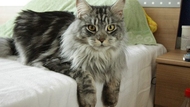 1200px Maine Coon Fallen male Angel of Canadian Summer 01 | موسوعة الشرق الأوسط