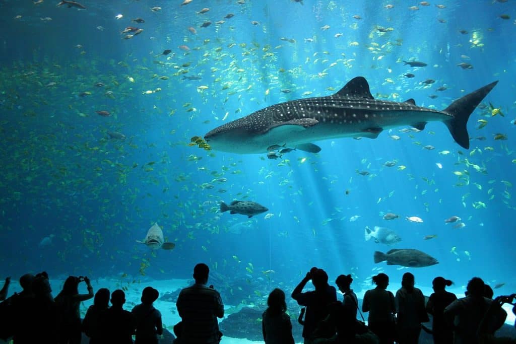 1200px Male whale shark at Georgia Aquarium | موسوعة الشرق الأوسط