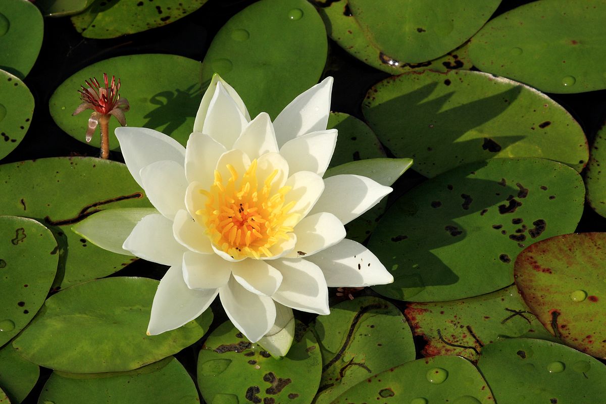 1200px Nymphaea odorata PP | موسوعة الشرق الأوسط