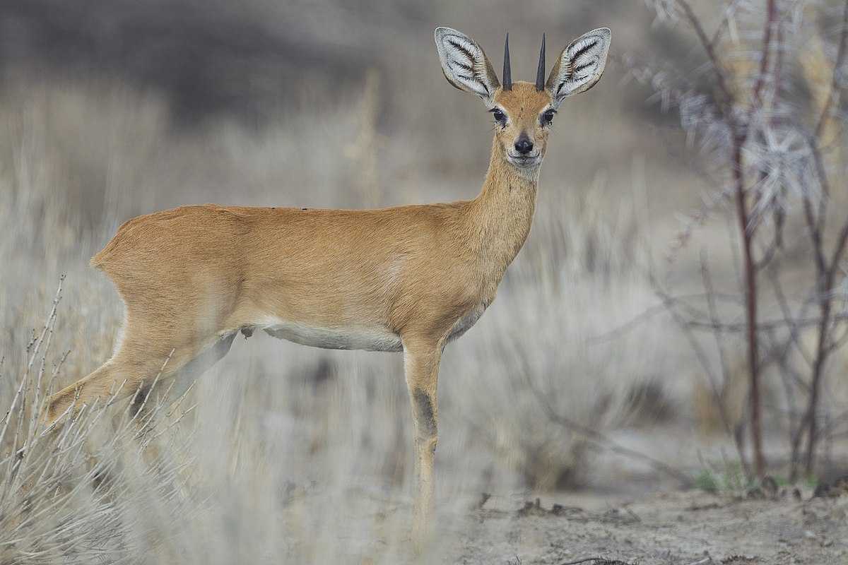 1200px Raphicerus campestris male Etosha 2012 | موسوعة الشرق الأوسط