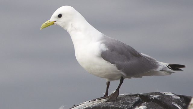 1200px Rissa tridactyla Vardø 2012 | موسوعة الشرق الأوسط