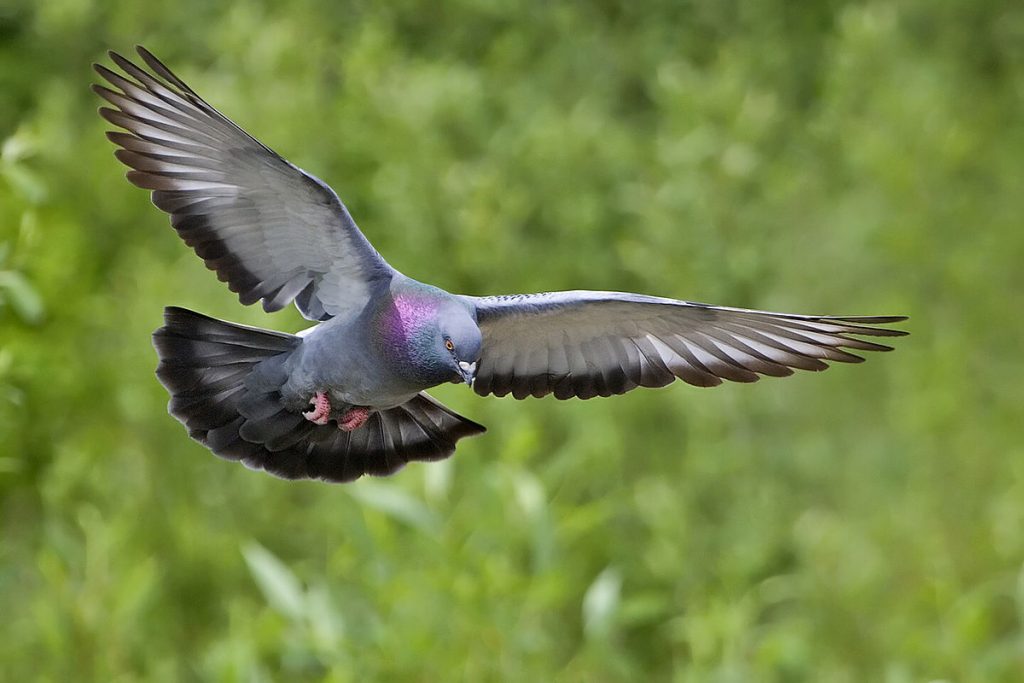 1200px Rock dove natures pics | موسوعة الشرق الأوسط