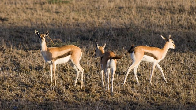 1200px Thomsons Gazelles | موسوعة الشرق الأوسط