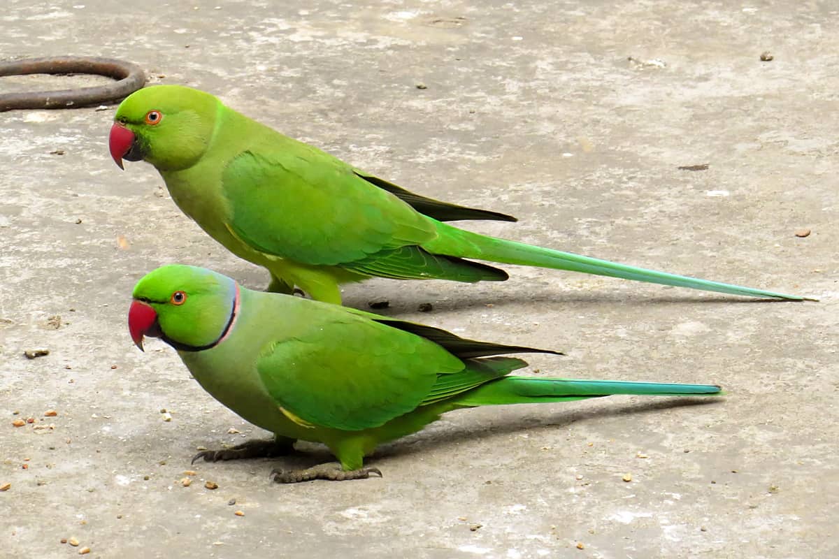 14 Rose ringed Parakeet | موسوعة الشرق الأوسط