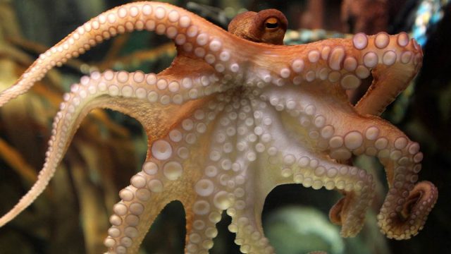 140515 octopus paul 1527 82c0ca787299390fe0560eb7db2a0d8d.nbcnews fp 1200 800 | موسوعة الشرق الأوسط