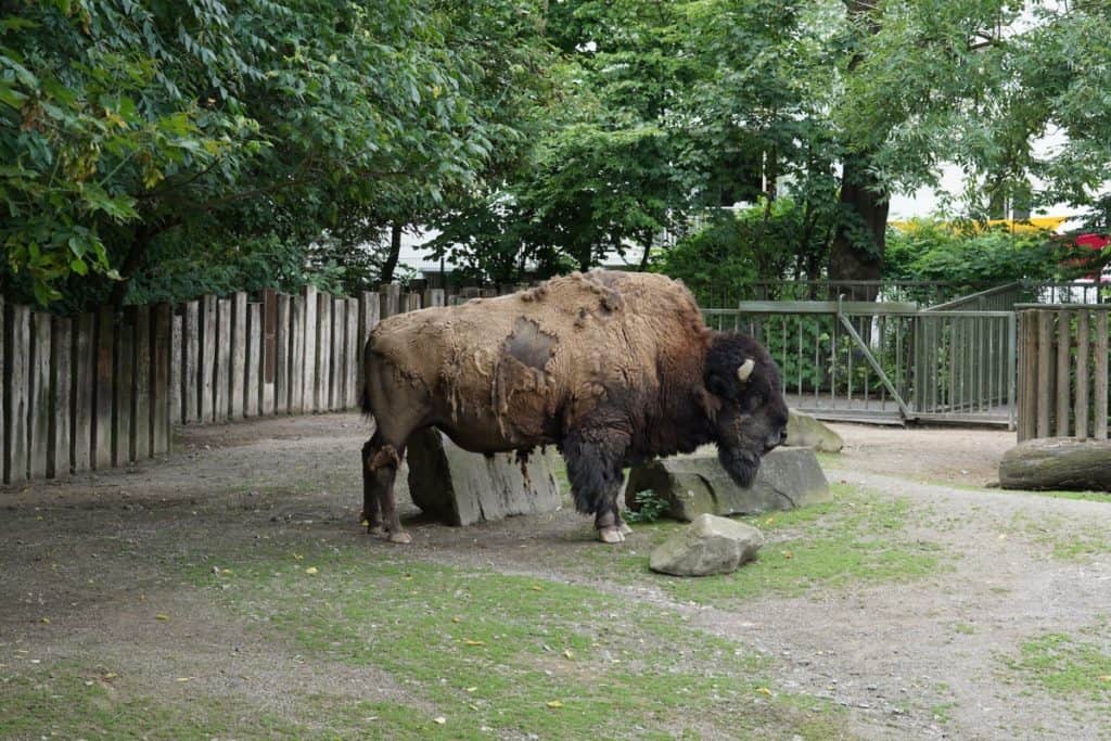 15 Koelner Zoo Bison | موسوعة الشرق الأوسط