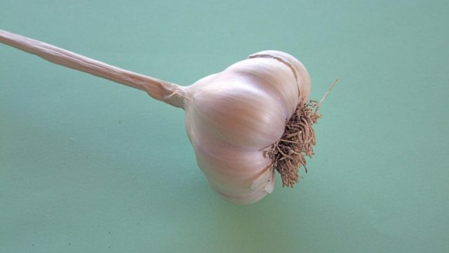 3 garlic jpg 573d1b8250 | موسوعة الشرق الأوسط