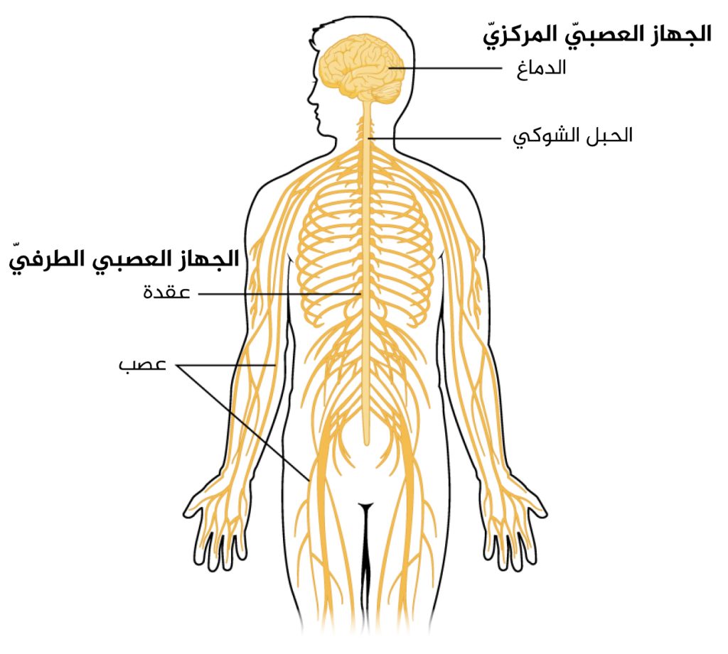 68066807f40d85b1c1f6dc1043287ebd | موسوعة الشرق الأوسط