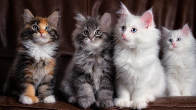 94569 maine coon vertebrate raccoon moustache norwegian forest cat 1920x1200 | موسوعة الشرق الأوسط