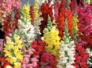 Antirrhinum majus | موسوعة الشرق الأوسط