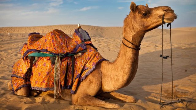 Arabian Camel | موسوعة الشرق الأوسط