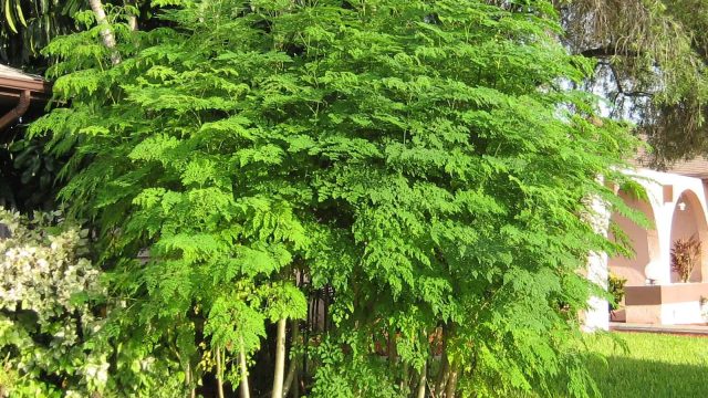 August 2011 Moringa Trees front of house 005 | موسوعة الشرق الأوسط