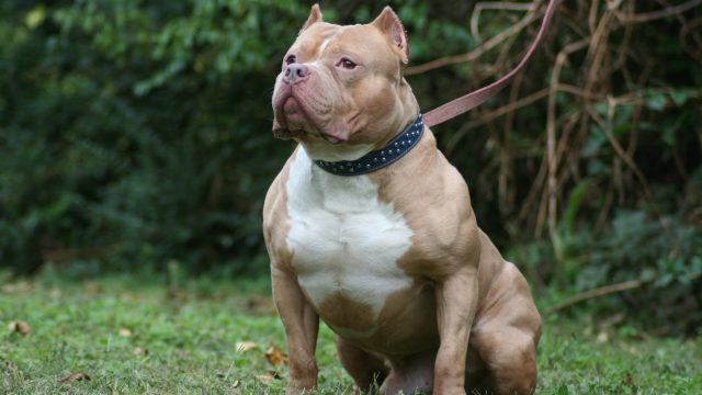 Awesome Golden And White Pit Bull Dog Sitting In Garden | موسوعة الشرق الأوسط