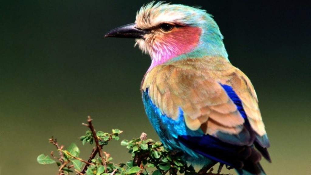 Beautiful birds HD wallpapers 81 | موسوعة الشرق الأوسط