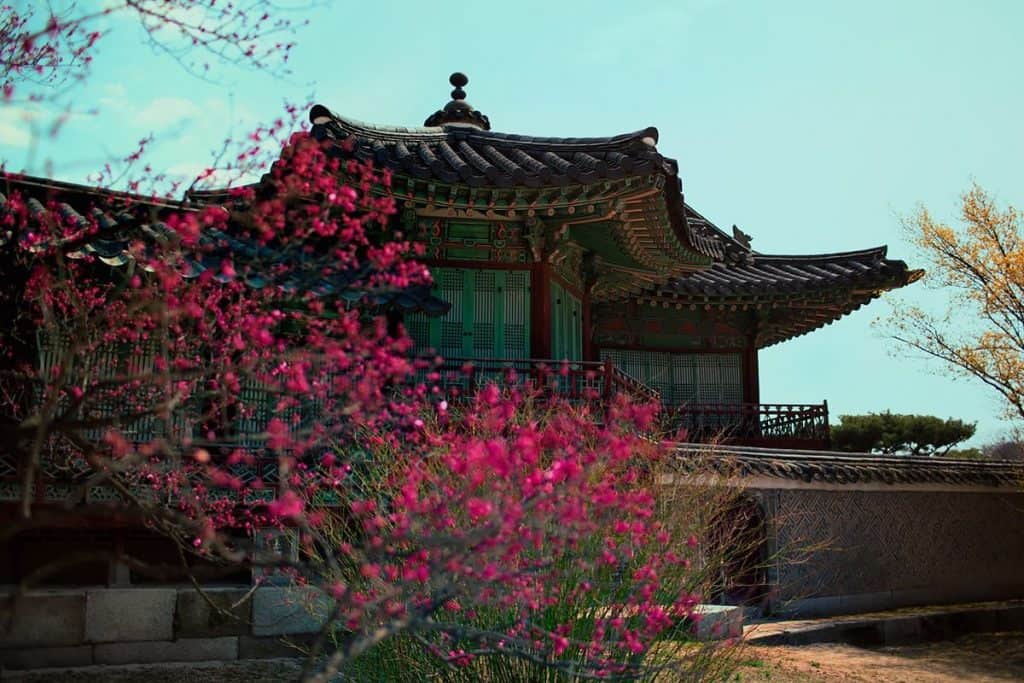 Beautiful spring blossoms at Changdeokgung Palace | موسوعة الشرق الأوسط