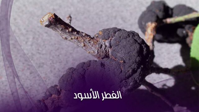 Black Fungus | موسوعة الشرق الأوسط