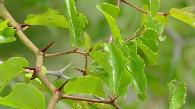 Buffalo Thorn Ziziphus mucronata 17391412431 | موسوعة الشرق الأوسط