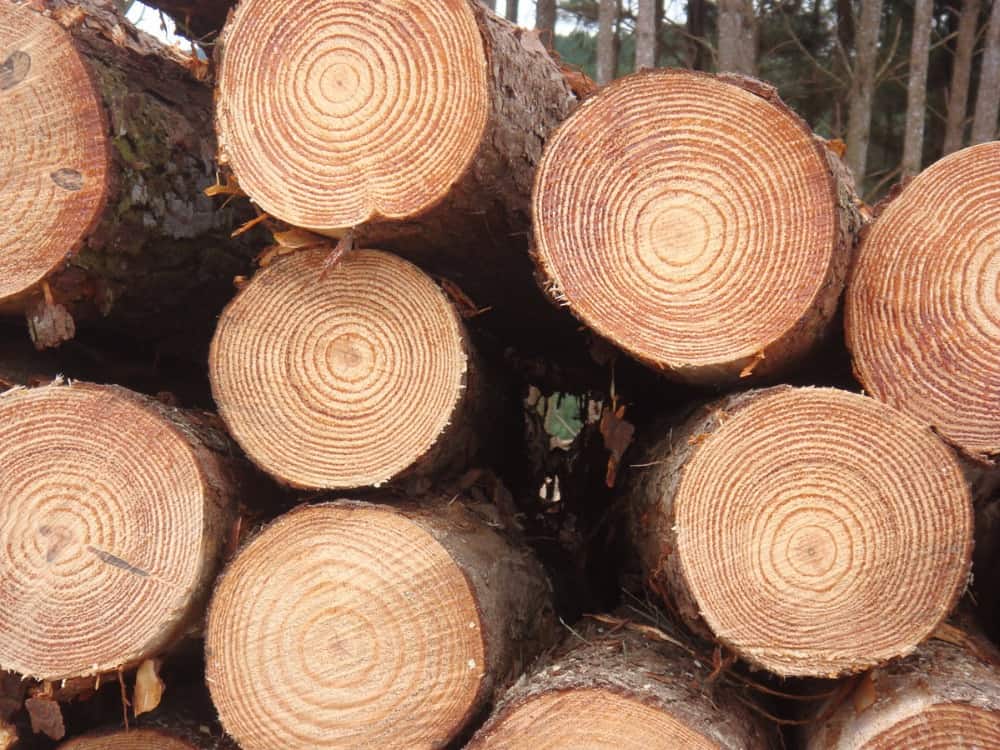 Buy cheap European Pine Logs AB grade | موسوعة الشرق الأوسط