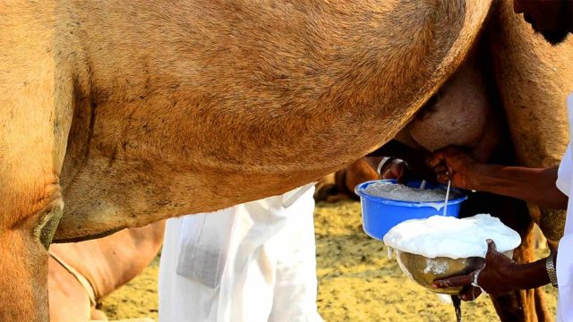 Camel milk. | موسوعة الشرق الأوسط