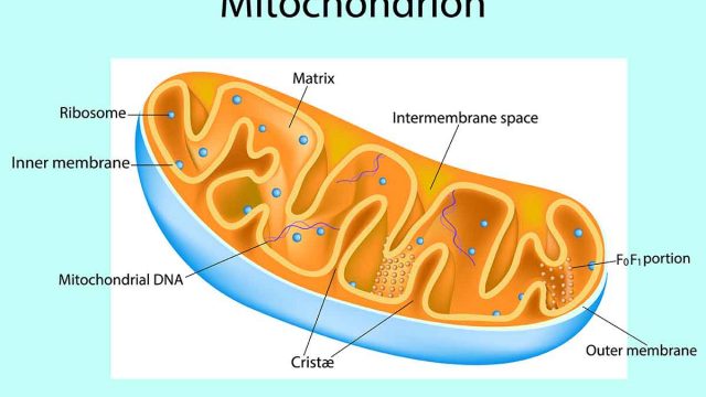 Cellular Respiration | موسوعة الشرق الأوسط