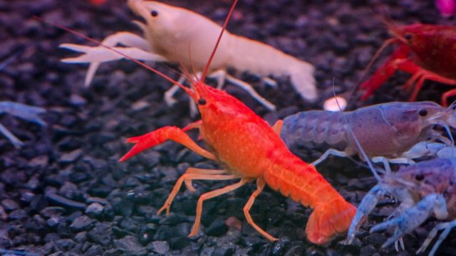 Crayfish 1200x800 | موسوعة الشرق الأوسط