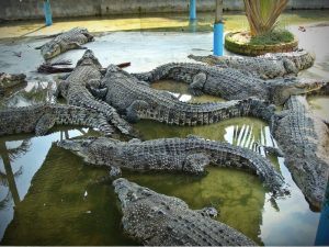 Crocodile garden | موسوعة الشرق الأوسط