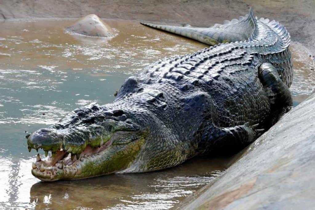 Crocodylus 2 | موسوعة الشرق الأوسط