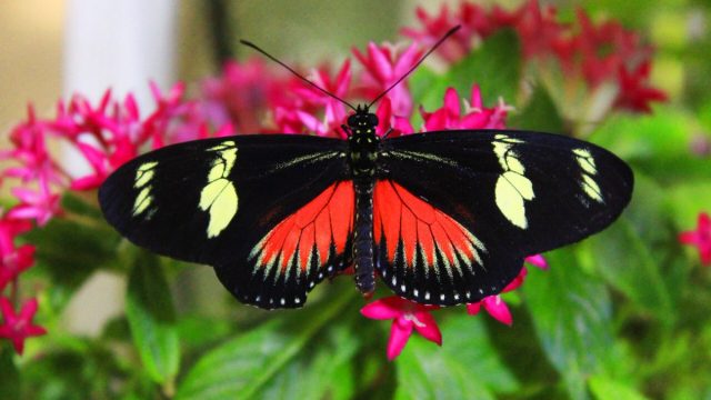 Dubai Butterfly Garden | موسوعة الشرق الأوسط