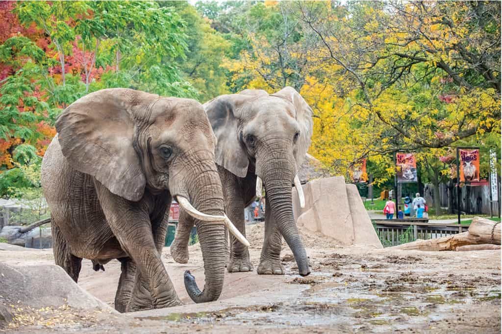 Elephant 10 2016 9704 E Joel Miller MKE County zoo | موسوعة الشرق الأوسط