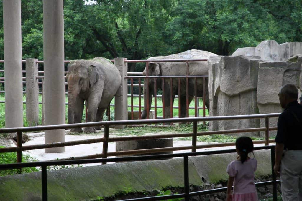 Elephant in Shanghai Zoo | موسوعة الشرق الأوسط