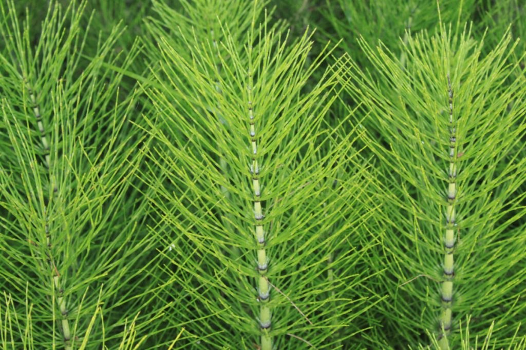 Equisetum Arvence | موسوعة الشرق الأوسط