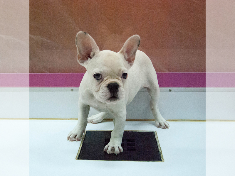 French Bulldog 1 | موسوعة الشرق الأوسط