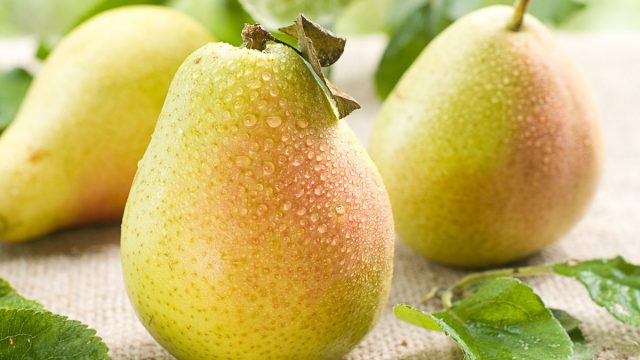 Fresh Pear 2048x | موسوعة الشرق الأوسط