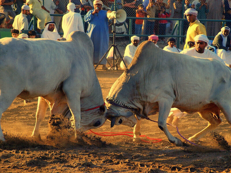 Fujairah Corniche Bull Fighting | موسوعة الشرق الأوسط