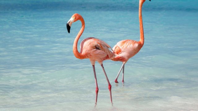 Greater flamingo | موسوعة الشرق الأوسط